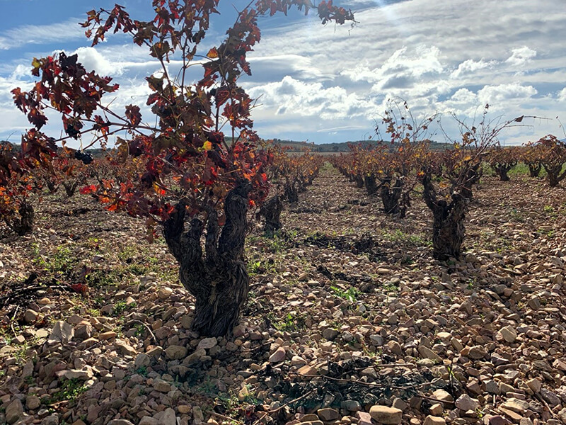 Cariñena: Viñedo de Cariñena