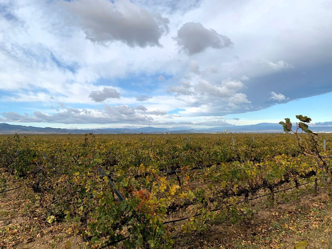 Cariñena: vista panorámica de un viñedo de Cariñena.