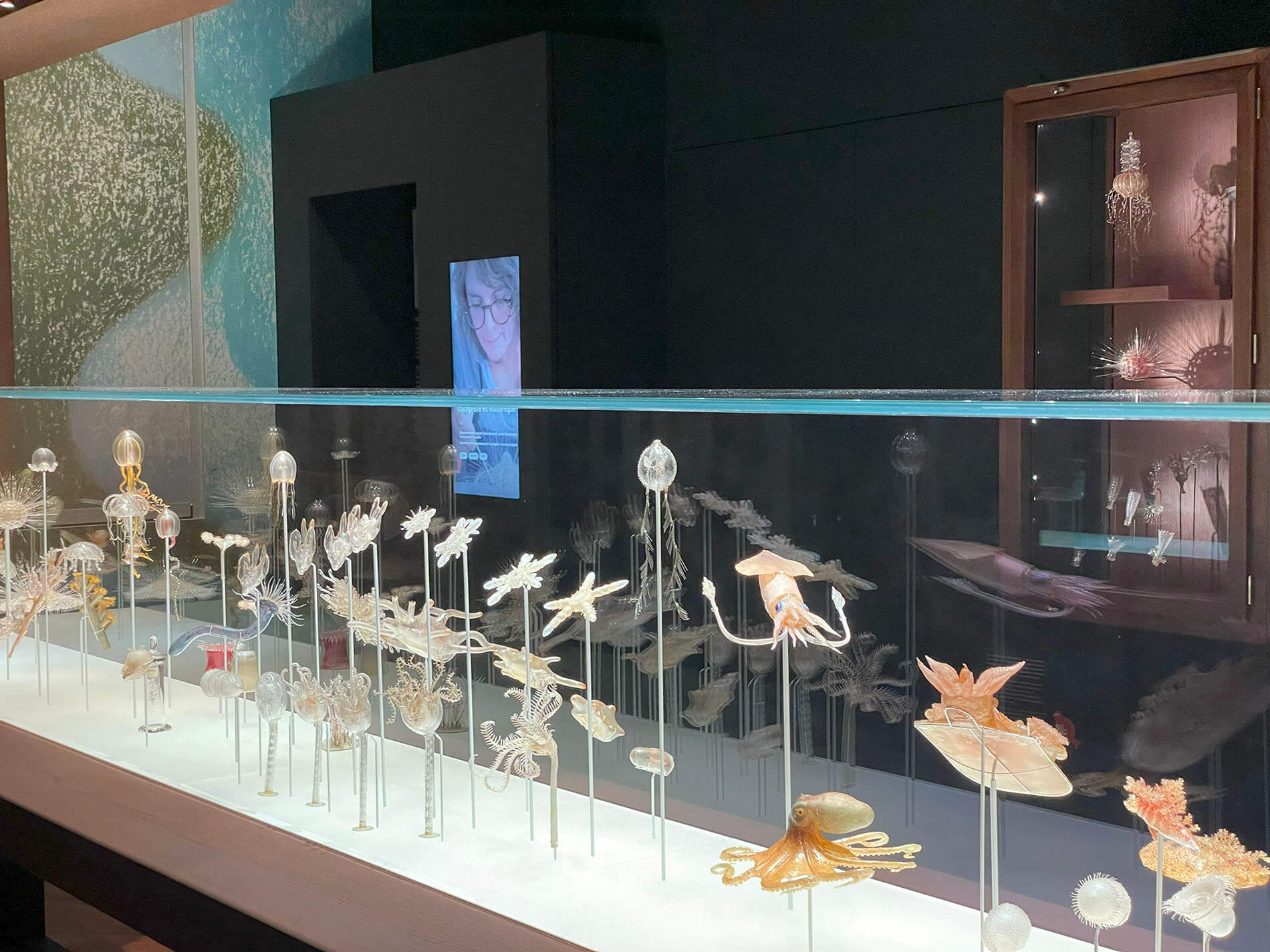 Vitrinas personalizadas con medusas y diferente fauna marina en el Museo Zoológico de Estrasburgo.