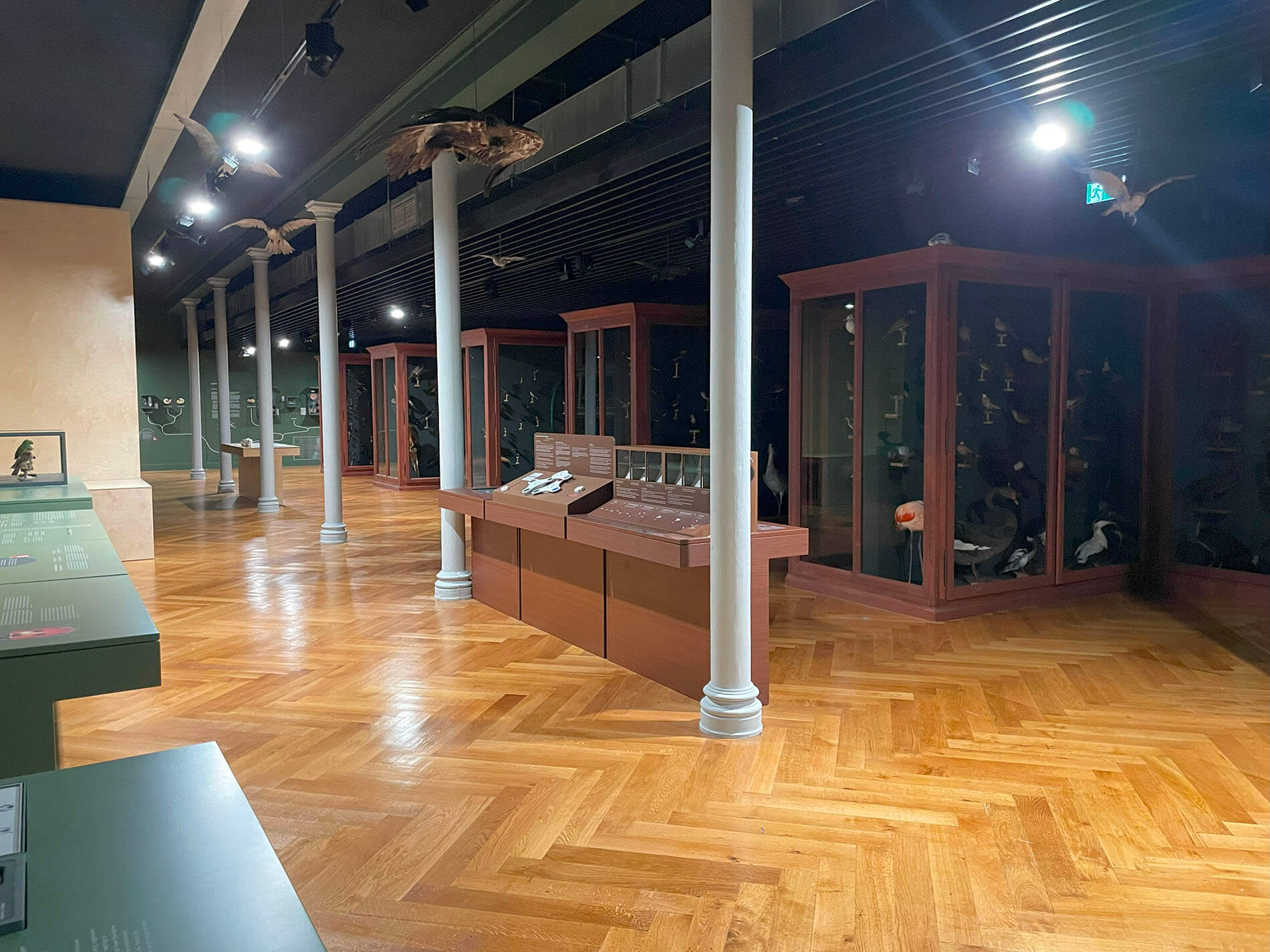 Montaje de mobiliario museográfico en el Museo Zoológico de Estrasburgo.