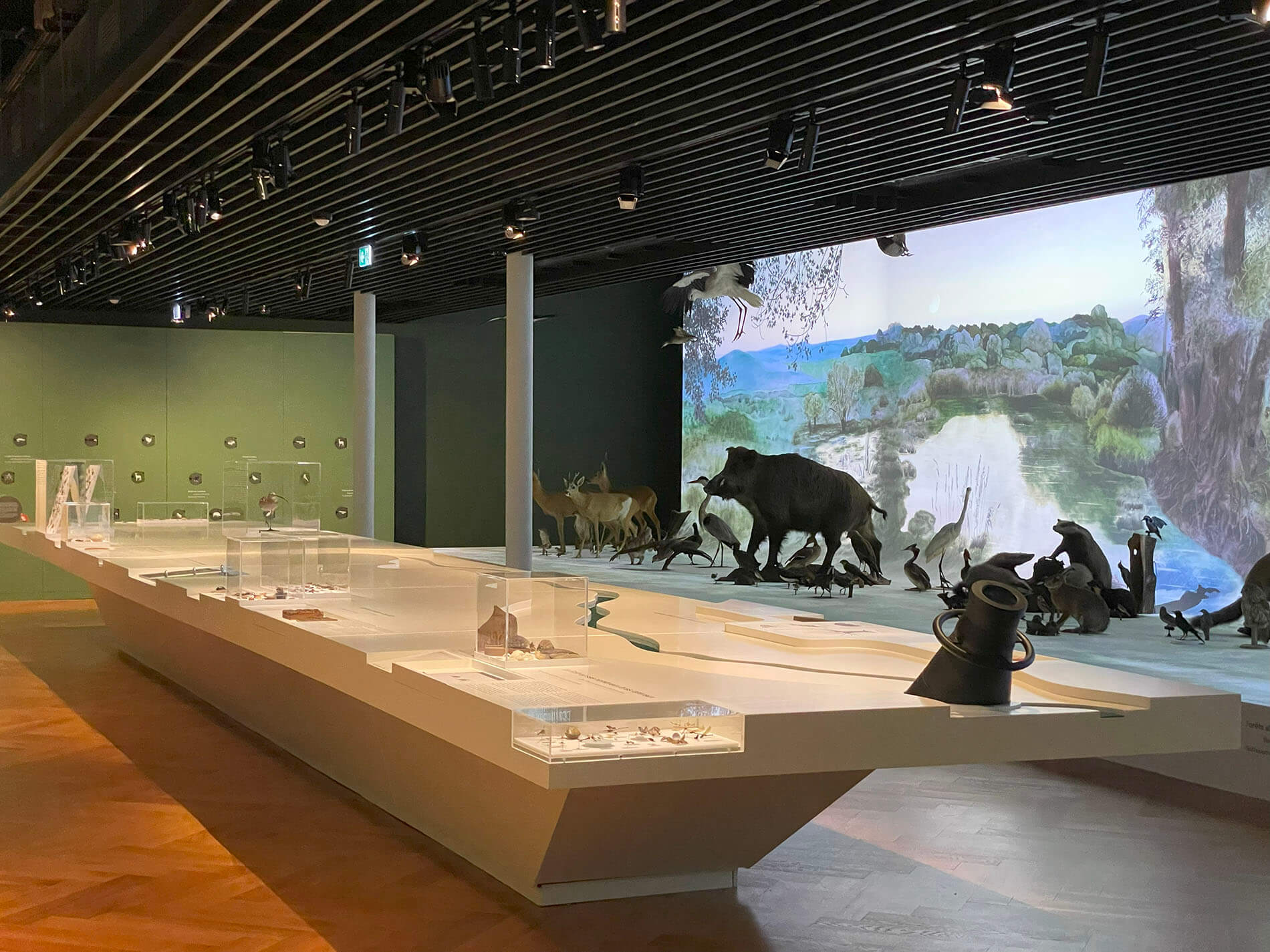 Desarrollo de estructuras de gran formato en el Museo Zoológico de Estrasburgo.