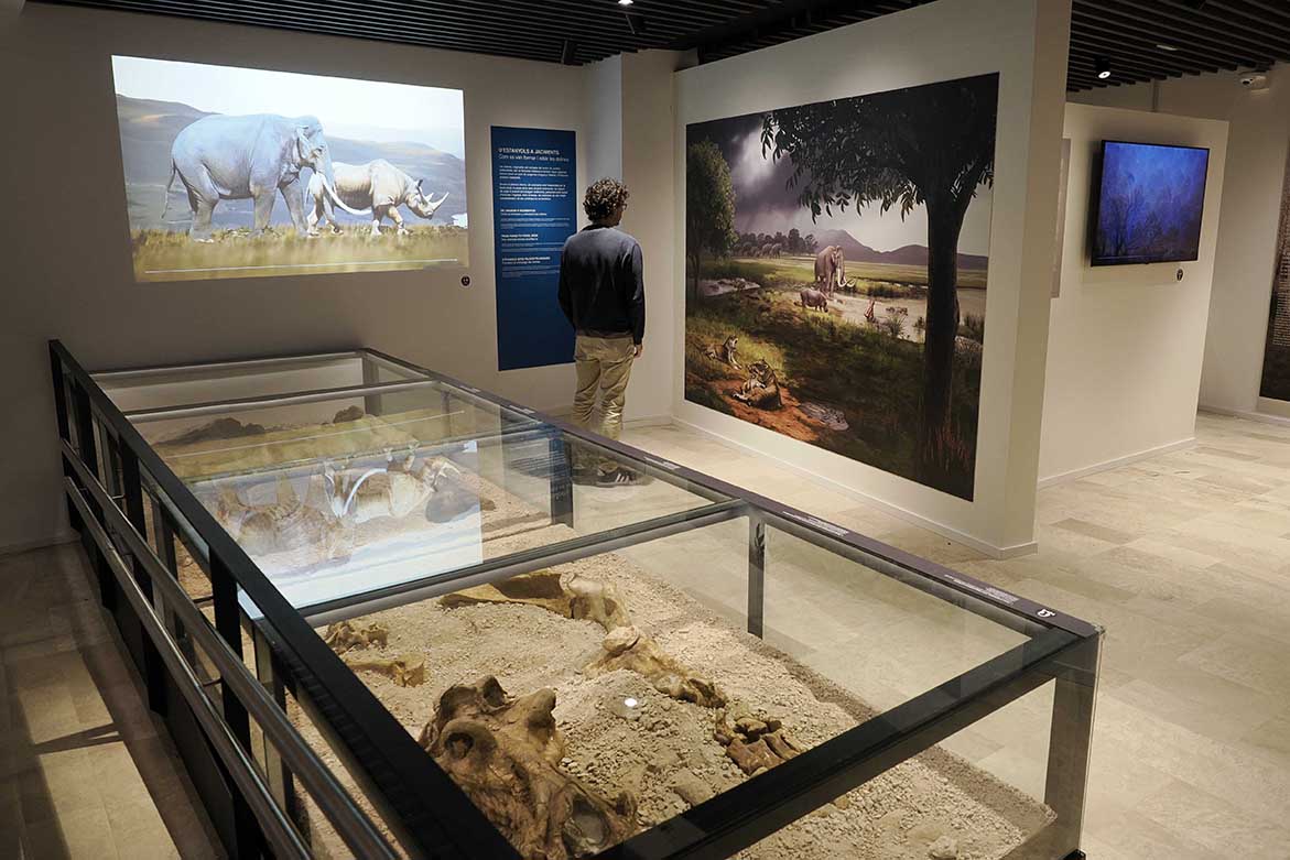 Vitrina con fósiles de megafauna del Pleistoceno en el Museo Arqueológico de Banyoles, con murales de reconstrucción paisajística al fondo